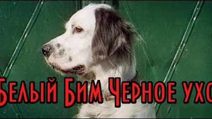 Белый Бим Черное ухо КРАТКОЕ СОДЕРЖАНИЕ Белый Бим Черное ухо КРАТКОЕ СОДЕРЖАНИЕ
