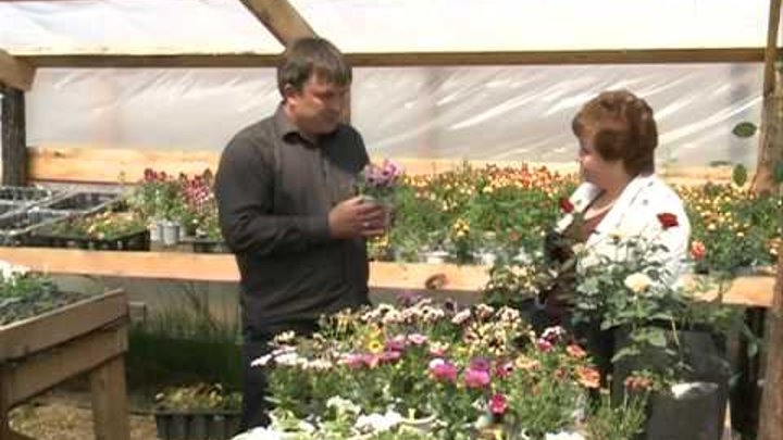 Дачный сезон 30.05.2015 смотреть онлайн Дачный сезон 30.05.2015