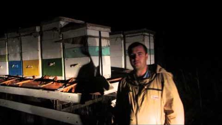 Пчелы Кочевка на гречиху Bees Migrations to buckwheat Пчелы Кочевка на гречиху Bees Migrations to buckwheat