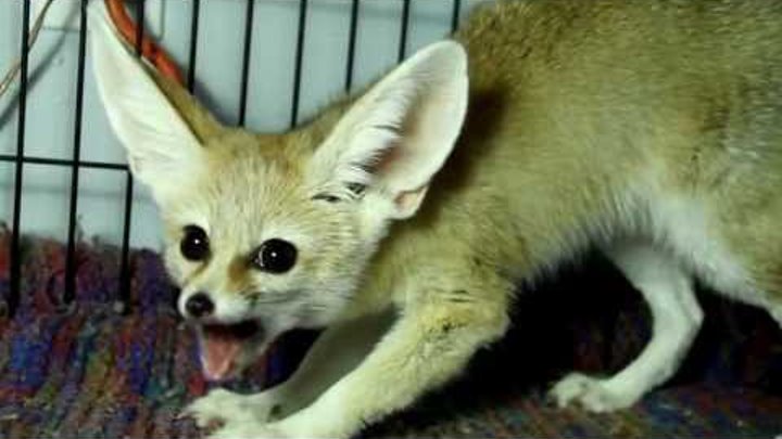 Scout The Fennec Fox Yipping while having a Treat