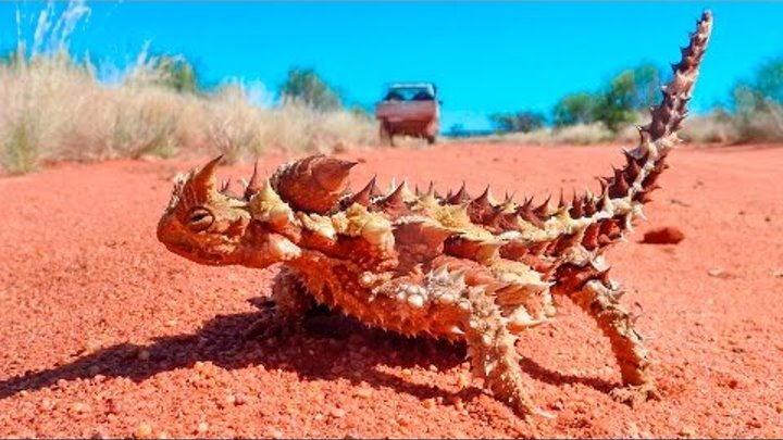 Молох ящерица - Thorny dragon