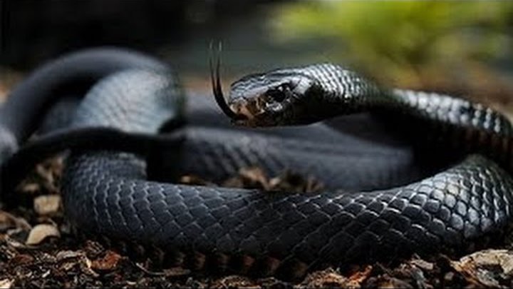 King Cobra Snake Attacks Black Mamba | Incredible Animal Attack | Video HD