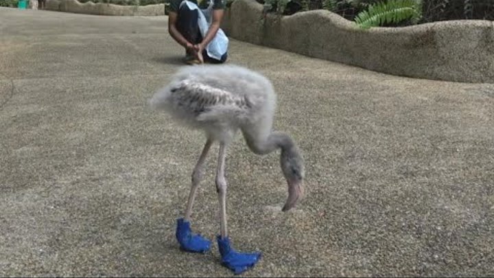 Watch 2-Month-Old Flamingo Strut His Stuff In Custom-Made Booties