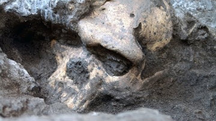 Homo Georgicus Homo Erectus Amazing Human Ancestor Fossils From Dmanisi Homo Georgicus Homo Erectus Amazing Human Ancestor Fossils From Dmanisi