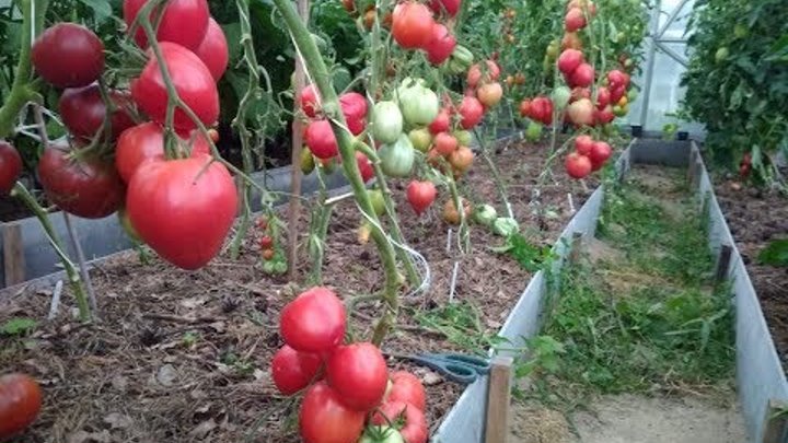 Переделали стандартную арочную теплицу Дачная 2 ДУМ. Теперь томатам в ней раздолье смотреть онлайн Переделали стандартную арочную теплицу Дачная 2 ДУМ. Теперь томатам в ней раздолье