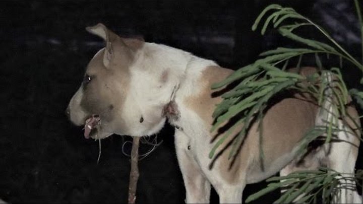 Dog's shocking injury from strangling on wire noose Dog's shocking injury from strangling on wire noose