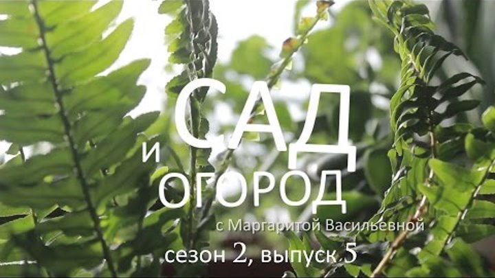 Сад и огород с Маргаритой Васильевной – сезон 2, выпуск 5 Сад и огород с Маргаритой Васильевной – сезон 2, выпуск 5
