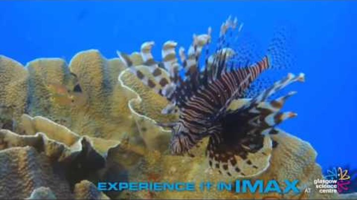 «На глубине морской 3D» — фильм IMAX в СИНЕМА ПАРК