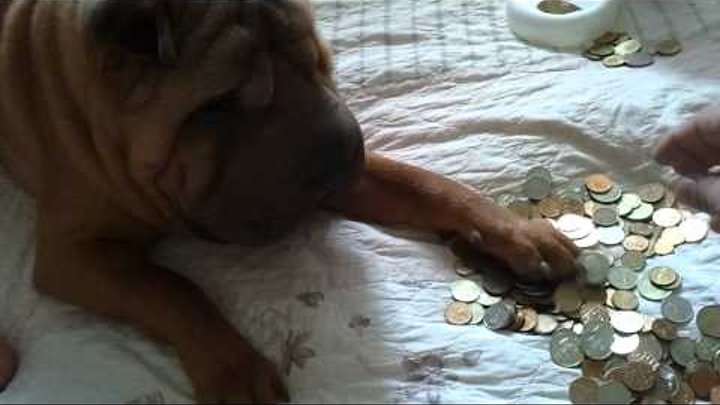 Шар пей любит деньги shar pei прикол Шар пей любит деньги shar pei прикол