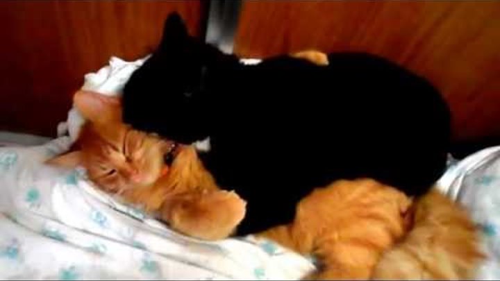 Two funny gay cats kissing and hugging video/Смешные коты-геи целуются и обнимаются