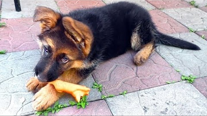 Кася - щенок немецкой овчарки 2 месяца. Kasia - German shepherd puppy 2 months.