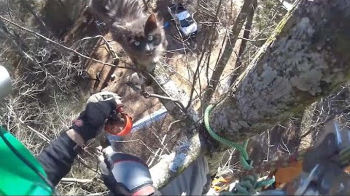 Cat Rescued From 70-Foot Tree After 7 Days