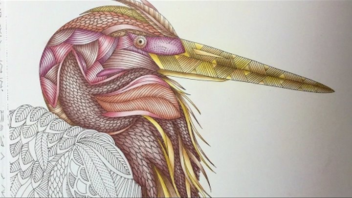 ANIMAL KINGDOM by Millie Marotta - polychromos - part 1