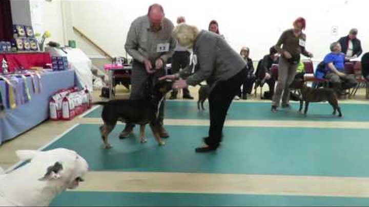 West of England Bull Terrier Club Championship Show March 2016 Post Graduate Dog