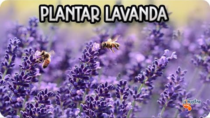 Como Y Porque Plantar Lavanda En El Huerto || Huerta Aromatica || La Huertina De Toni смотреть онлайн Como Y Porque Plantar Lavanda En El Huerto || Huerta Aromatica || La Huertina De Toni