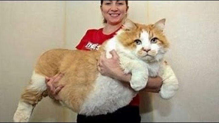 Los gatos mas grandes del mundo | Gatos domésticos Gigantes Los gatos mas grandes del mundo | Gatos domésticos Gigantes