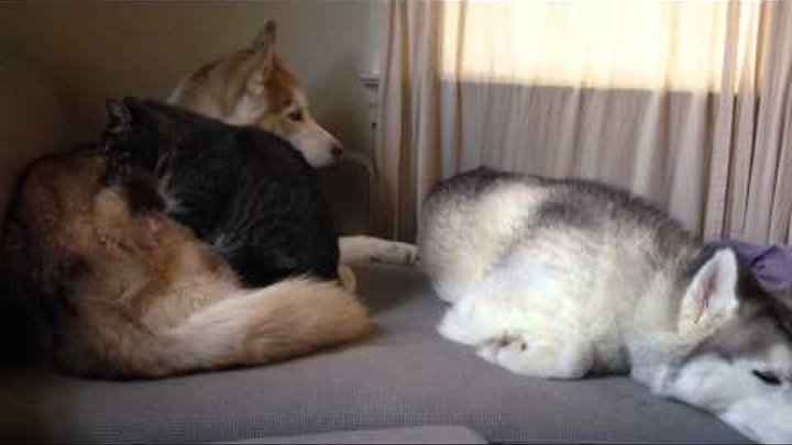 Sleepy husky gets a massage from a frisky kitty