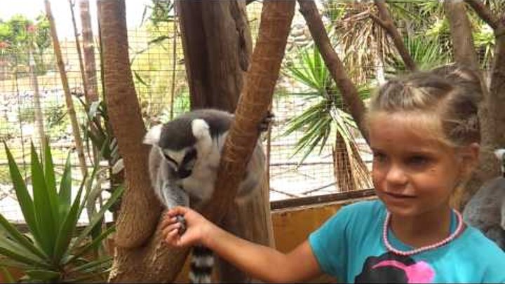 Monkey park Tenerife. Парк обезьян на Тенерифе Monkey park Tenerife. Парк обезьян на Тенерифе