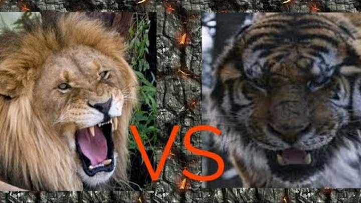 Лев против тигра | кто сильнее | версус