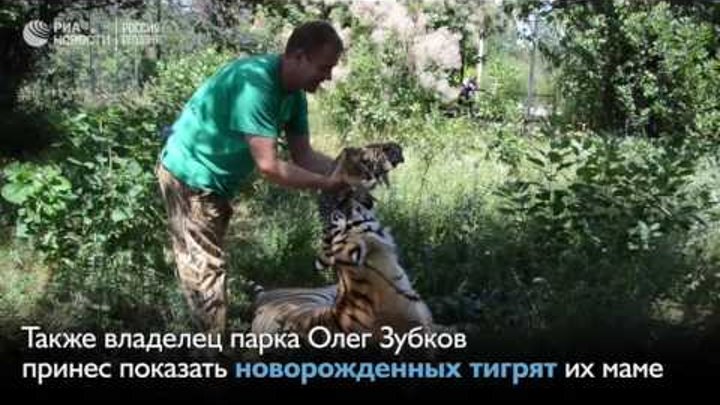 В крымском сафари-парке "Тайган" родился детеныш амурского леопарда по кличке Каспер