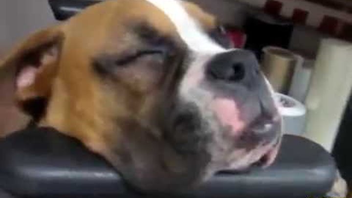 Funny Dogs Snoring Loudly Compilation 2014 || AHF Funny Dogs Snoring Loudly Compilation 2014 || AHF