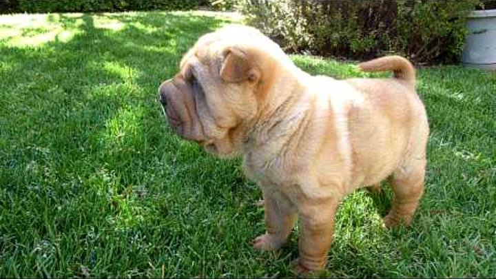 Romeo the Chinese Shar Pei at 9 weeks old in HD Romeo the Chinese Shar Pei at 9 weeks old in HD
