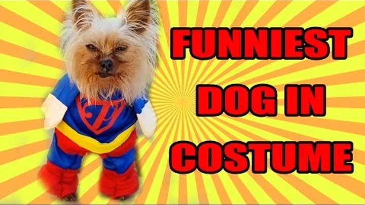 FUNNY DOG COSTUME! SUPERMAN!