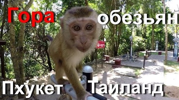 ГОРА ОБЕЗЬЯН 🐵 ПХУКЕТ, ТАИЛАНД // MONKEY HILL PHUKET, THAILAND. Кормим обезьян.