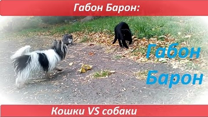 Габон Барон: кошки VS собаки. Дружба кошек и собак Габон Барон: кошки VS собаки. Дружба кошек и собак