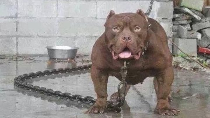Los 8 perros mas agresivos y peligrosos del mundo Los 8 perros mas agresivos y peligrosos del mundo