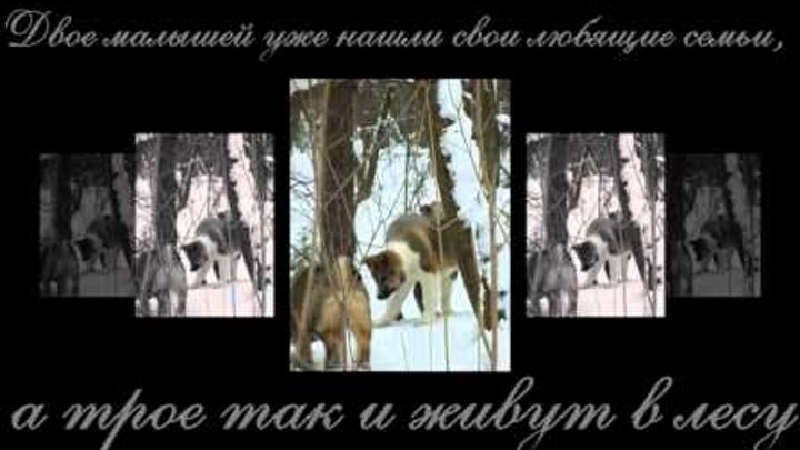 Лесная братва. 3 щенка очень хотят Жить.mp4 смотреть онлайн Лесная братва. 3 щенка очень хотят Жить.mp4