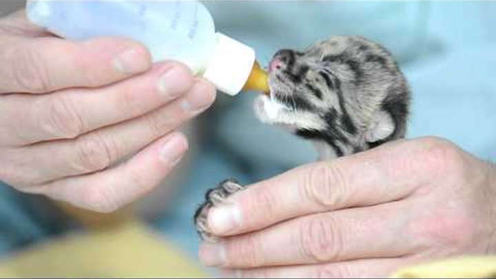 Clouded Leopard cub at Point Defiance Zoo & Aquarium