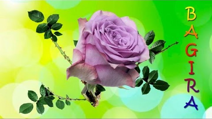 Как распускается роза 🌹 Кора - мульча 🌹 Уход за комнатной розой 🌹 обрезка 🌹 вредители и болезни роз