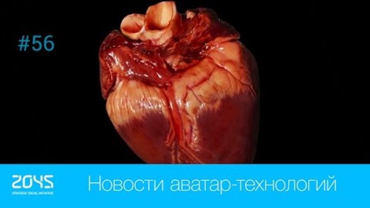#56 Новости аватар-технологий / Успешная трансплантация сердца свиньи обезьяне