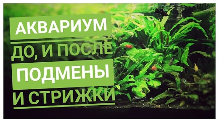 Аквариум на 65 литров, до уборки, после уборки и стрижки растений. Сезон 1 Серия 2 смотреть онлайн Аквариум на 65 литров, до уборки, после уборки и стрижки растений. Сезон 1 Серия 2