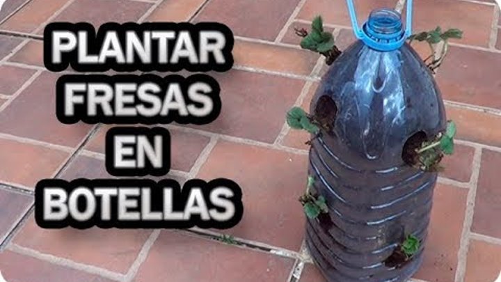 Como Plantar Fresas En Botellas Recicladas || Frutillas || La Huertina De Toni