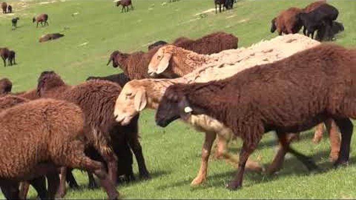 Аборигенные САО и гиссарские овцы Таджикистана Саги Дахмарда и овцы из хозяйства Файзбахш