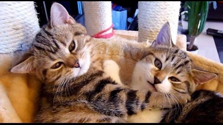 From love to ...? | Cute and Funny Cats
