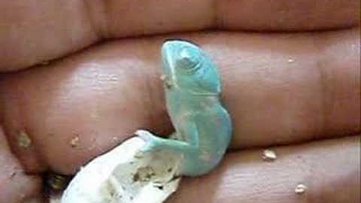 chameleon hatching out