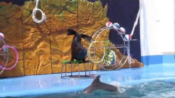 Odessa Dolphinarium Nemo 20 06 2016 смотреть онлайн Odessa Dolphinarium Nemo 20 06 2016