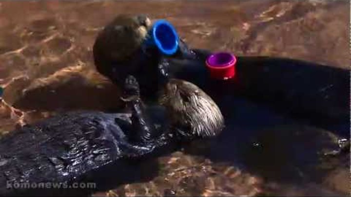 Nellie and Abra: Point Defiance's Cup-Stacking Otter Team