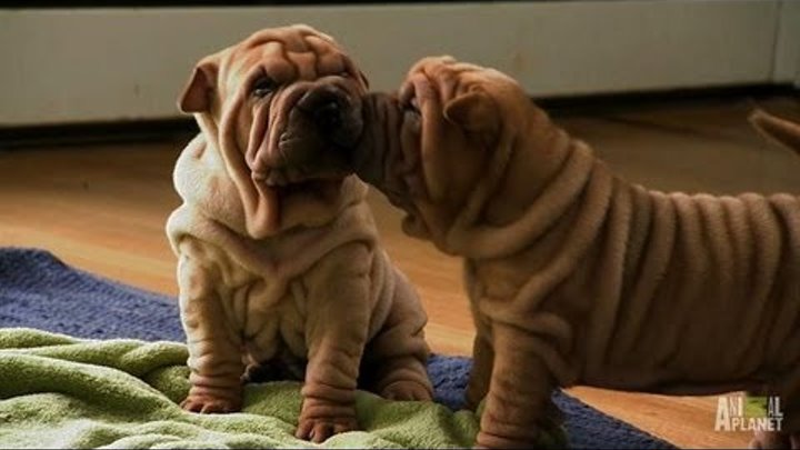 Shar-Pei Puppies | Too Cute! Shar-Pei Puppies | Too Cute!