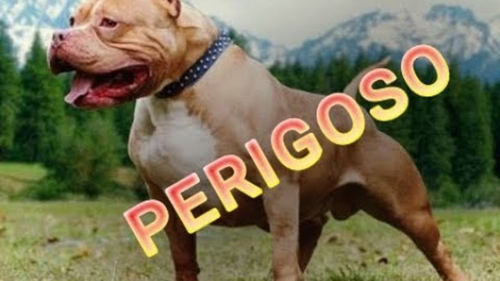 As 6 Raças de cachorro mais Perigosas do Mundo смотреть онлайн As 6 Raças de cachorro mais Perigosas do Mundo