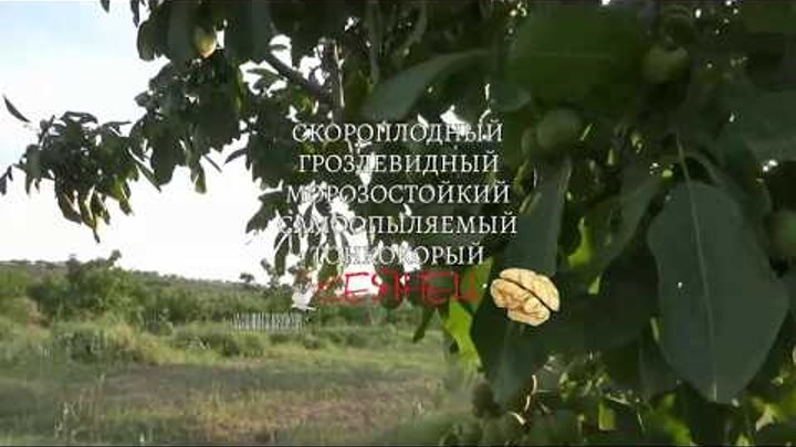 Посев семян скороплодного грецкого ореха Кочерженко в открытый грунт от Walnuts Broker