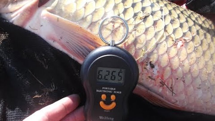 15.09 / РаМеНсКиЙ рЫбХоЗ гЖеЛкА / кАрП 6.265 гР / сПаСиБо За ВоЗвРат! 15.09 / РаМеНсКиЙ рЫбХоЗ гЖеЛкА / кАрП 6.265 гР / сПаСиБо За ВоЗвРат!