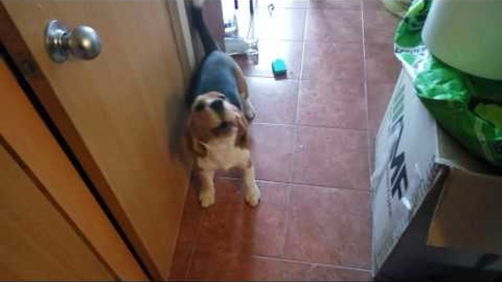 Beagle himself at home || Бигль Бублик сам дома