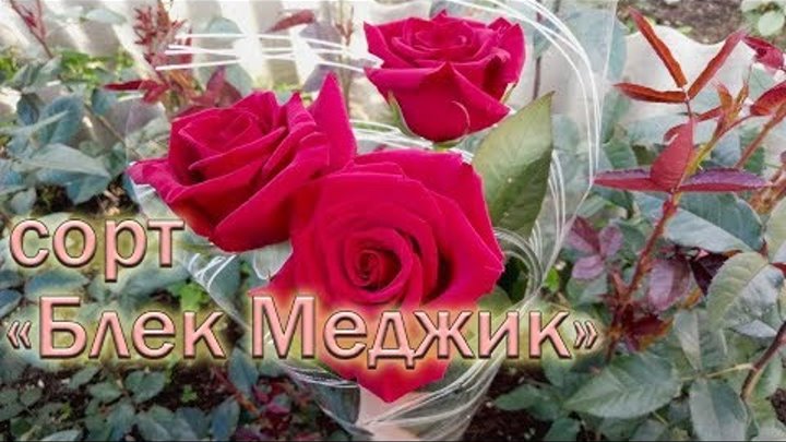 Обзор чайно-гибридных роз сорта Блек Меджик