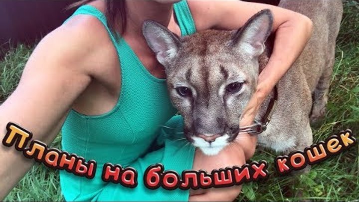 С ЛАПОЙ ПУМЫ ЧТО-ТО СЛУЧИЛОСЬ / Планы на больших кошек / Буду ли я забирать собак С ЛАПОЙ ПУМЫ ЧТО-ТО СЛУЧИЛОСЬ / Планы на больших кошек / Буду ли я забирать собак