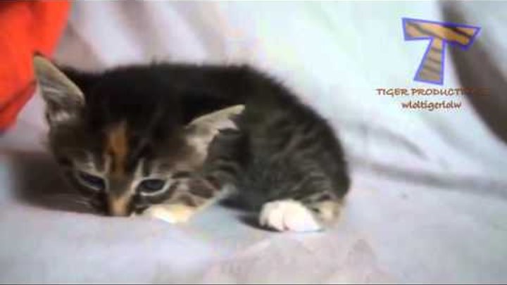 Коты и кошки: Маленькие котята мяукают (Little cats meowing)