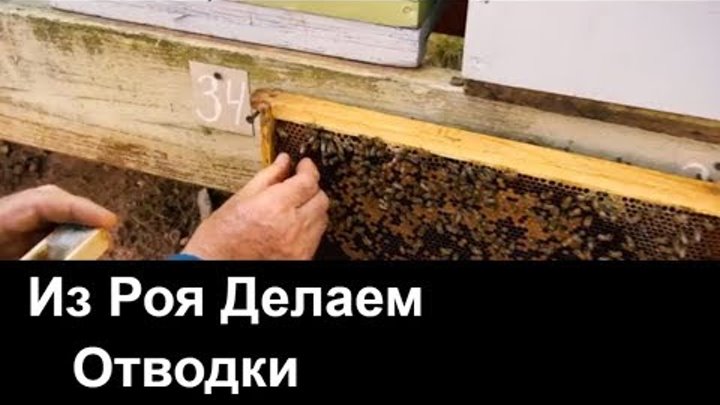пчеловодство для начинающих -№76 Делаем из Роя Отводки. Пасека Бизнес.